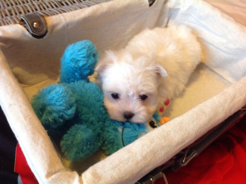 Filhotes de Maltês agradáveis e saudáveis disponíveis