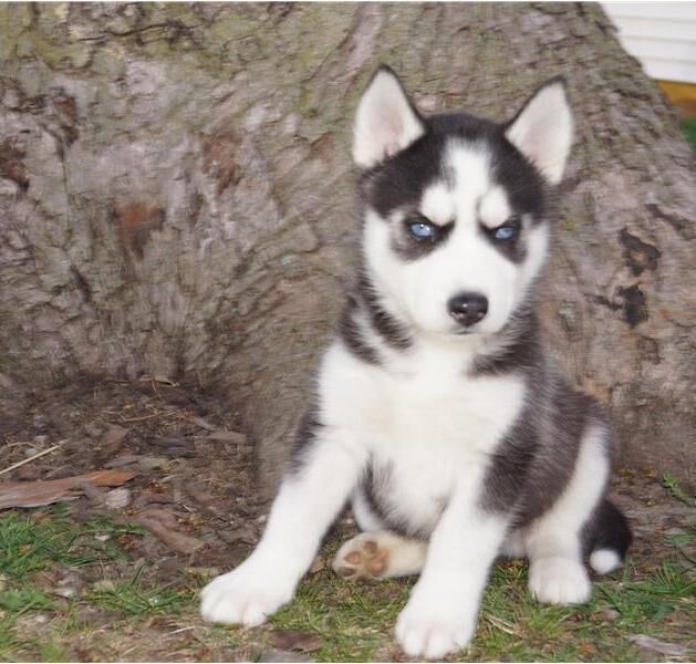 Dois lindos filhotes de husky siberiano