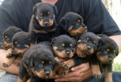agradável filhotes de rottweiler  