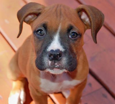 Boxer filhotes disponíveis para adoção.