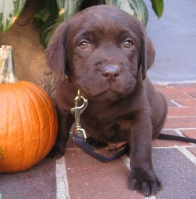 Filhotes de Labrador para uma família acolhedora