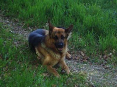 pastores alemaes entrega imediata 