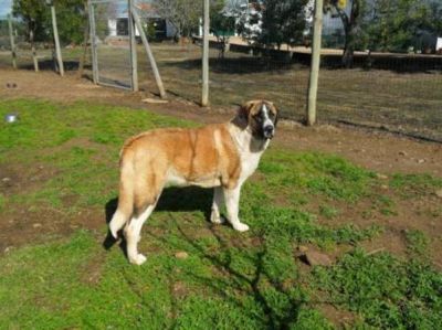 RAFEIRO DO ALENTEJO (Cão de Guarda)