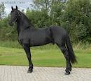 Cavalo castrado Frisian