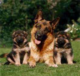 Pastor Alemão do Criador
