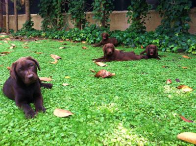 Filhotes de labrador retriever com pedigree para adoção