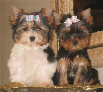 Livres de Natal e ano novo yorkies filhotes para adoção.