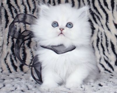 maravilhosa e excelente branco puro gatinho persa disponível agora para ir para casa,