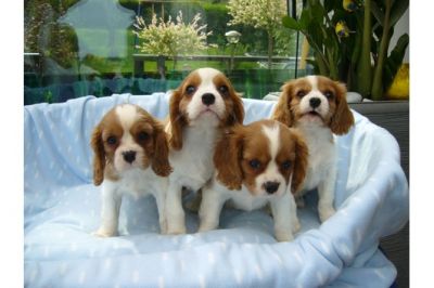 cavalier king charles cachorros para su aprobación