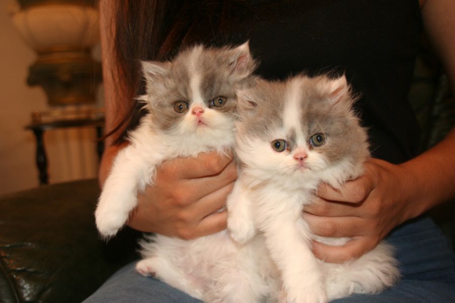Gatinhos persa