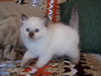 dócil gatinhos Ragdoll