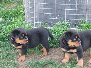  Rottweiler casal adoção filhotes
