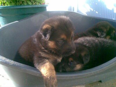 pastores alemaes com lop