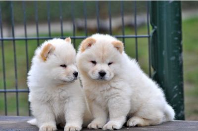 Filhotes chow chow para adopção