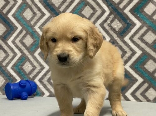 Vendo filhotes de Golden Retriever