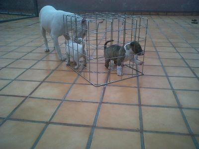 séquito bull terrier 