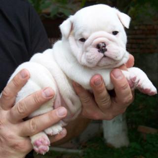 adorable  Inglês bulldog cachorros  à procura de novas casas