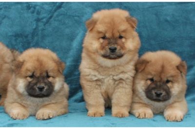 Filhotes chow chow para adopção