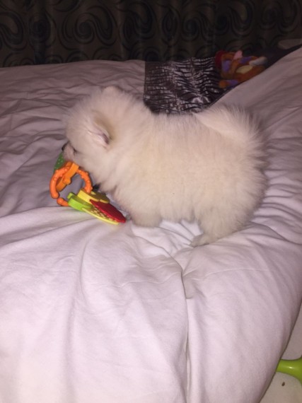 Filhotes de cachorro Pomeranian bonitos disponíveis