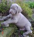 weimaraner filhote macho sensível à procura de amor e uma boa casa,