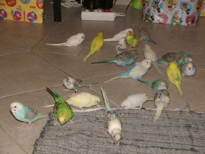 Por desistência de criação Vendo Casais Periquitos Todos Reprodutores
