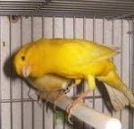 Piriquitos ausatralianos,Bengalins do Japão,Canarios e Agapornis