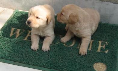  Linda Ninhada de Retriever do Labrador, com LOP, Microchip,