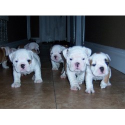 Bonito e Bela inglês bulldog cachorros