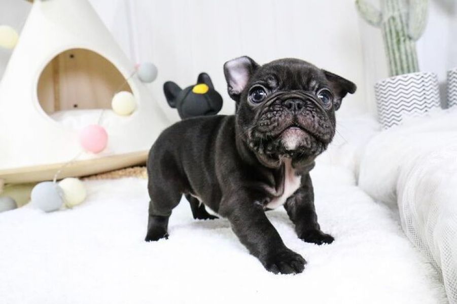 Filhotes de Bulldog Francês disponíveis
