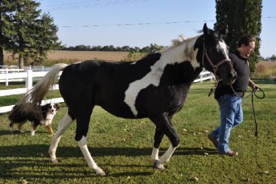  Americana quartas-de-éguas disponível para amar pilotos.