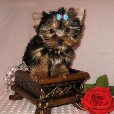 Yorkshire Terrier lop