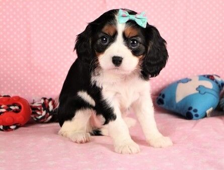 Cavalier King Charles Spaniel