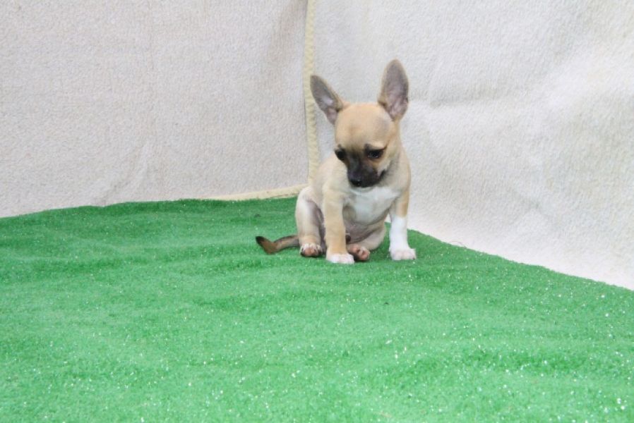 Chihuahua  de pelo curto macho