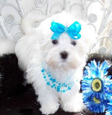 Maltês, Chihuahua, Bulldog Inglês, Yorkshire Terrier e husky siberiano filhotes