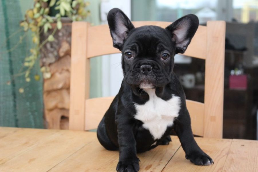 Filhotes Bulldog Francês para adoçã