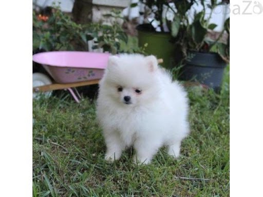 Filhotes de cachorro fofos da Pomerânia