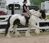 Cavalo cigano vanner 