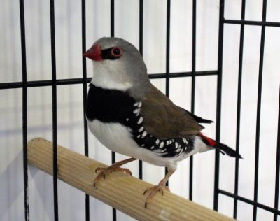 Vendo Pássaro Exótico Diamante Sparrow