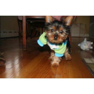 2 X-Mas Yorkshire Terrier Masculino E Feminino Para Adopção