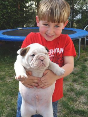  Duas belas Inglês bulldog cachorros