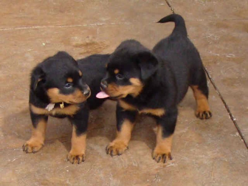 Os filhotes de cachorro de Rottweiler que procuram um bom lar.