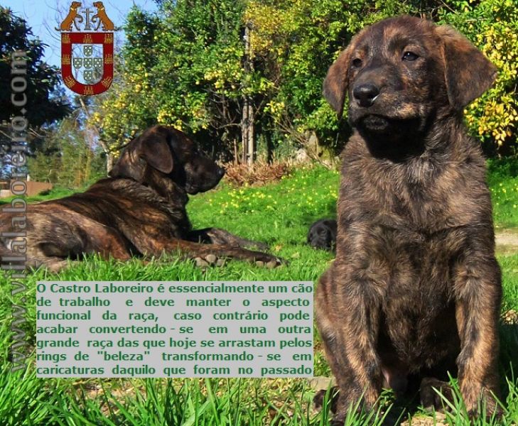 CachorrosCastro Laboreiro Linhas Tradicionais de Trabalho e Companhia