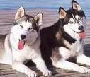 Husky Puppies