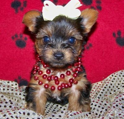 Filhotes de Yorkshire para venda