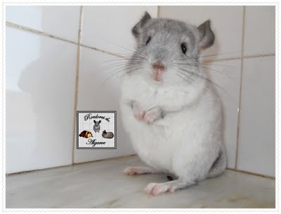 Chinchilas e Porquinhos da India