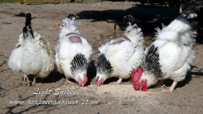Ovos e galinhas de raça Sussex Light