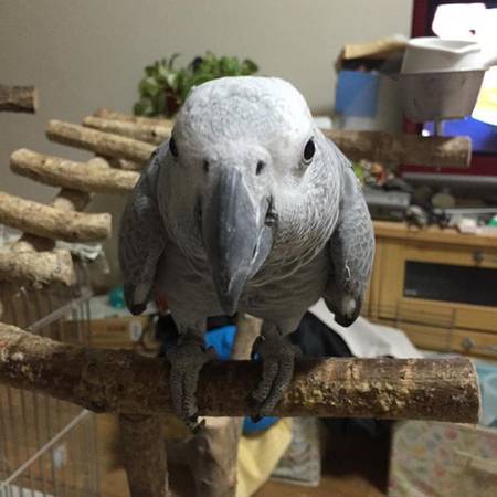 Papagaios de bebê e ovos de papagaio