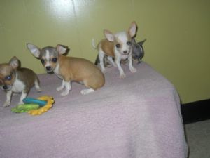 lindos filhotes chihushus prontos para um novo lar.