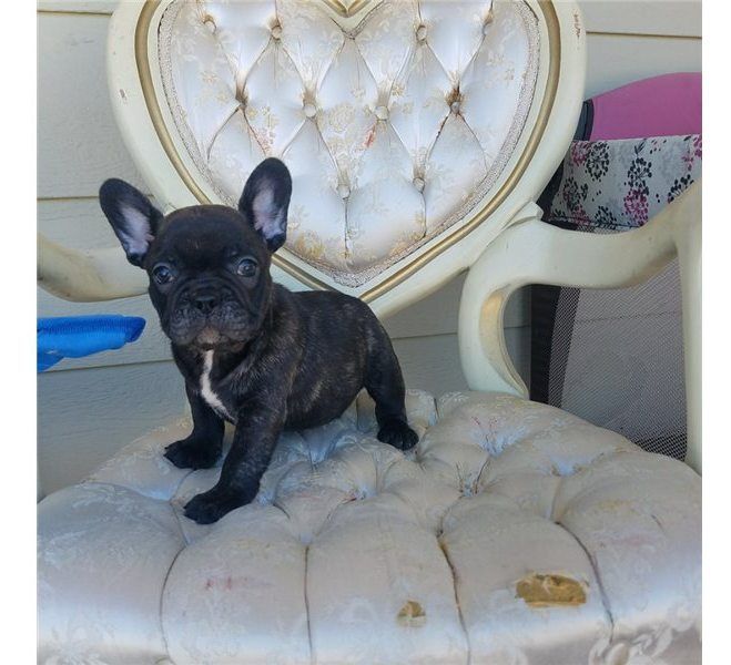 Filhotes Bulldog Francês Saudáveis de Qualidade