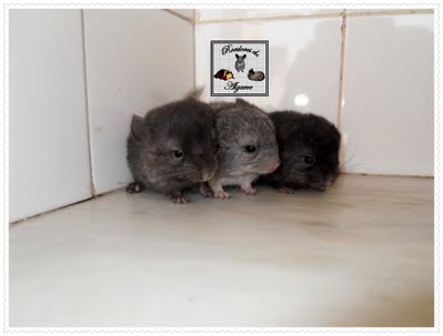 Chinchilas e Porquinhos da India